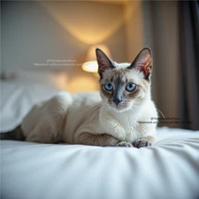 Digital AI Photo Art Picture Desktop Wallpaper Background Siamese Cat C25013