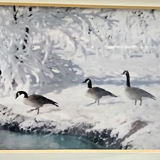 Framed Photograph Three Canadian Geese in Snow Richard Myhre Fort Collins CO