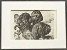 Howler Monkey Print - 1893 Mounted Antique Black & White Engraving