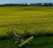 Photo 12x8 Oil seed rape crop near Eau Brink River Farm  c2013