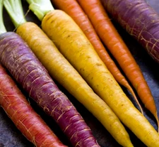 RAINBOW CARROT SEEDS 500+ vegetable GARDEN red PURPLE non-gmo FREE SHIPPING