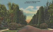Avenue Of Australia Pines & Hibiscus In Florida Posted Vintage Linen Post Card