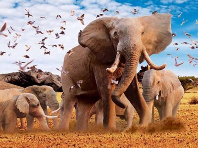 ELEPHANT AND BABIES - 3D PICTURE PRINT 400mm x 300mm