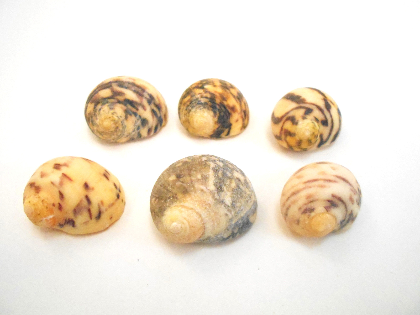 50 Beautiful Small Nerita Peloronta Shells (Bleeding Tooth) Seashells 1 ...