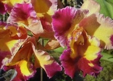 Orchid Plant Cattleya Dick Smith Paradise 2 rooted stem division as is