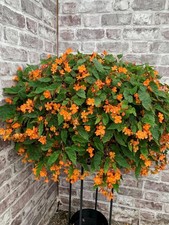 3 x Begonia Sutherlandii 3cm  plant plug, trailing plant, bright orange flowers
