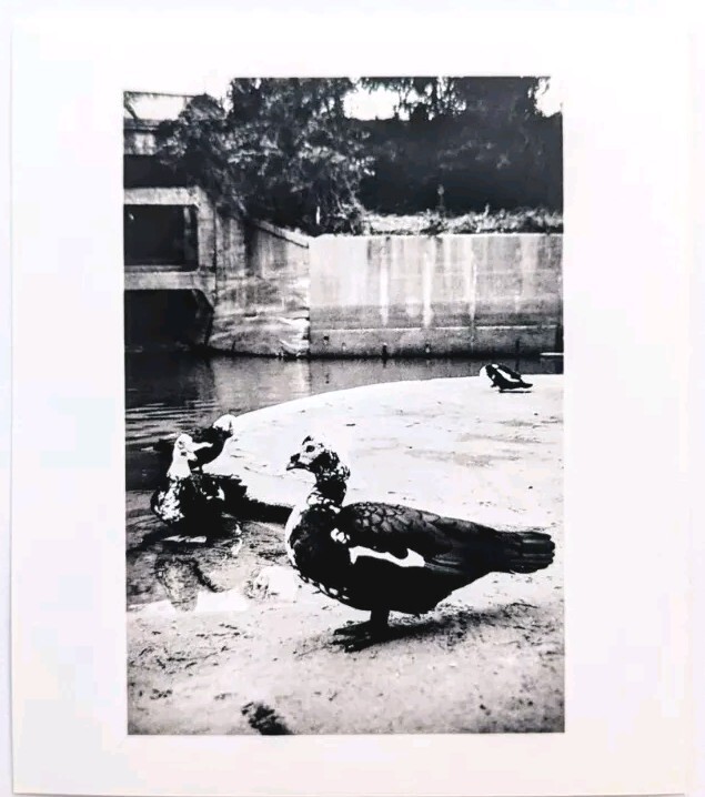 Houston Texas Black and White Photo Print