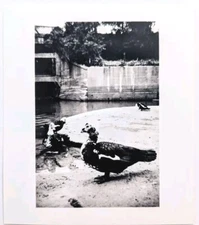 Houston Texas Black and White Photo Print