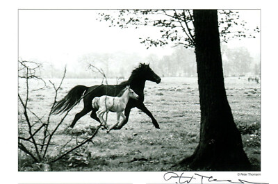 PETER THOMANN - Handsignierter Fotokunstkalender ''DÜLMENER WILDPFERDE'' Selten