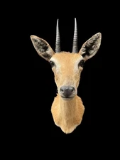 African-ORIBI/PYGMY ANTELOPE Shoulder Mount African Hunting Lodge Taxidermy Safa