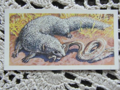 Brooke Bond ''Asian Wildlife'' 1962 original Teekarte No17 Mongoose cv0.20p