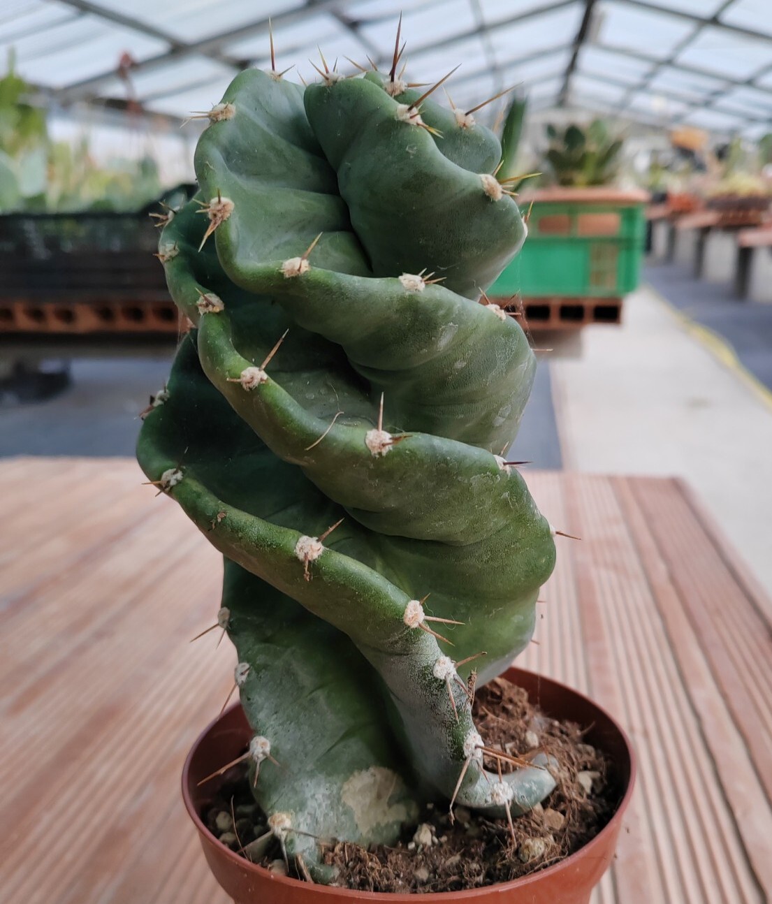 Cereus forbesii spiralis raíces propias MACETA cm 12 Alba559 Cactus suculento cactus cactus