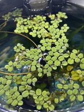 1 Salvinia Minima Live Floating Aquatic Plant Freshwater Aquarium  Pond Plants