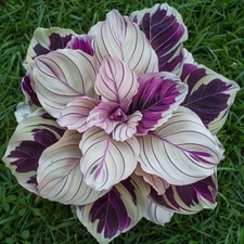 25+ Purple Beauty Calathea Seeds for Garden Planting - USA - FREE SHIPPING!