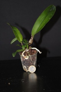 Cattleya Gottoiana (warneri 'Rubra' x tenebrosa 'Midnight')