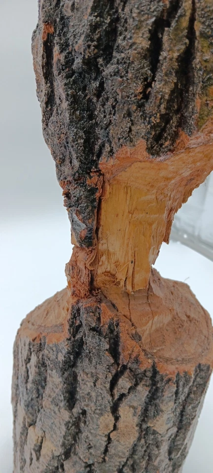 Деревенский бобр жевательный реальный деревянный бревно настольная лампа свет уникальный ручной работы - Изображение 3 из 4