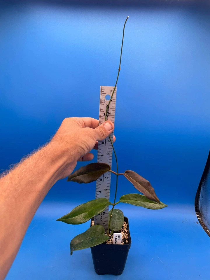 Hoya Kaimuki Fully Rooted Grown In 3.5" pot - SO HEALTHY! - Image 2 of 4