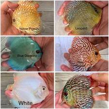 Pack Of 6 - 3.5  - 4  Live Discus Fish Freshwater Aquarium - Express shipping