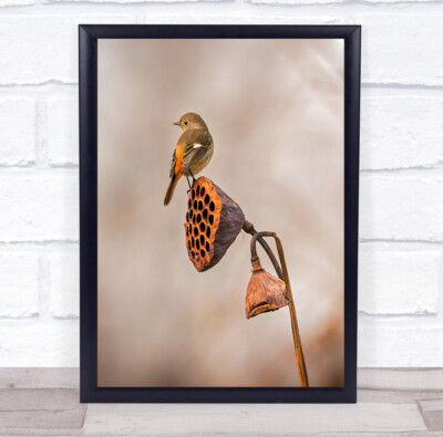 Brauner Vogel Herbst Autumn Withered Bokeh Vögel Wildtiere Wild Wandkunstdruck