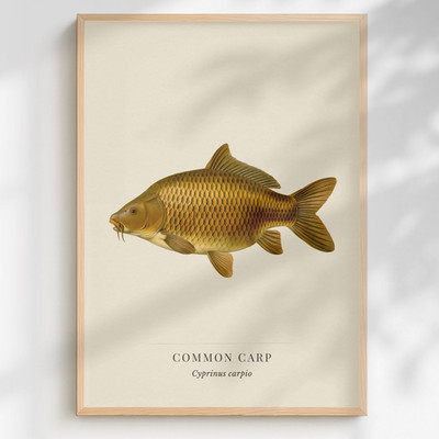 Common Carp Print Cyprinus carpio | Natural History Freshwater Fish Art