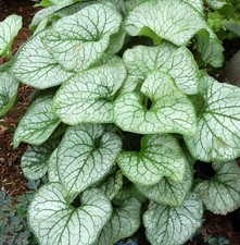 Brunnera Macrophylla 'Jack Frost' Perennial (Large) Plug Plants Pack x6 