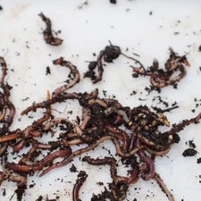 100 Red wiggler composting worms bait worms