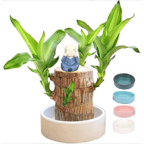 Brazilian Wood Lucky Plant Brazil Wood Potted Plant w/Tray Monk Desktop Decor - Picture 28 of 44