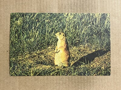 Postcard Blacktail Prairie Dog South Dakota SD Wyoming WY