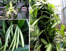 Jetzt pflanzen! Echte Vanille schnellwüchsige Kletterpflanze für den Garten Deko