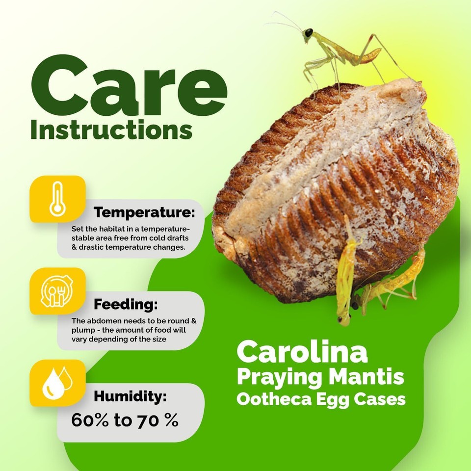 Praying Mantis Habitat Praying Mantis Egg Case With Viewing Bag