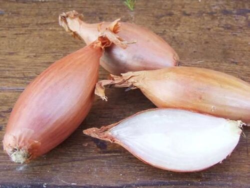 SHALLOT ZEBRUNE  450 FINEST SEEDS - Afbeelding 1 van 3