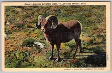 Vtg Linen Postcard Mount Washburn Sheep Yellowstone National Park, WY 1930s