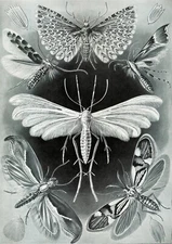 Art Forms in Nature, Tineida : Ernst Haeckel : Archival Art Print