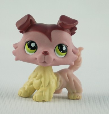 lps collie with two different colored eyes