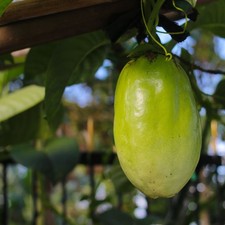 150 Giant Passion Fruit Seedss Passiflora quadrangulangis Giant Granadilla