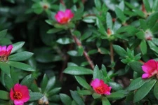 Pink moss rose - 50+ SEEDS - paraguayan purslane Portulaca amilis - ground cover