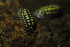 Armadillidium gestroi isopods - 10ct - LAG