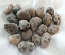High Quality Michigan Petoskey Stones • 5oz Unploshed • Great Lakes Fossil Coral