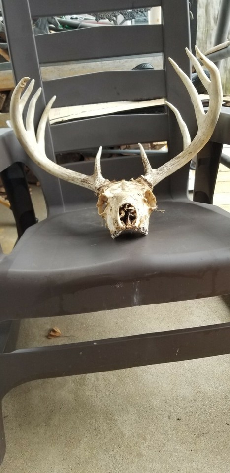 Hunting Buck Rack Wild Weathered White Tail Buck Deer Rack 10 Point 18