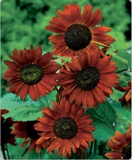 Velvet Queen Sunflower Seeds, Red Orange with Black Center, FREE SHIPPING