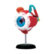 Human Eye Anatom Model Professional Lightweight Enlarged Eyeball Model