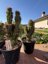 Cereus Peruvianus Monstruosus Red Maneraku
