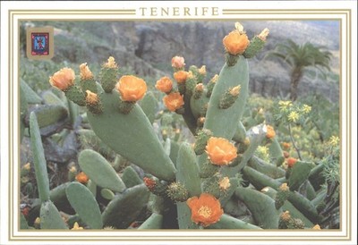 Vintage TENERIFFA Postkarte Opuntia Ficus-Indica Tunera Kaktus Blumen
