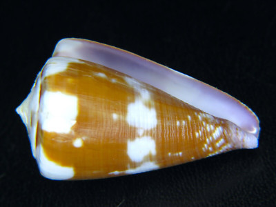 CONUS RATTUS: THE FAT SPIRED HAWAIIAN FORM @ A LARGE 40.15MM! | eBay
