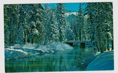 Postcard Donner Summit Area in the High Sierras Snow Scene California 1950's