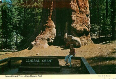 Postcard General Grand Sequoia Tree, Kings Canyon National Park, California #2