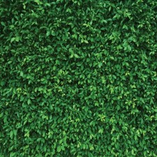 LYWYGG 8x8FT Green Leaves Photography Backdrops Mmicrofiber Nature Backdrop Birt