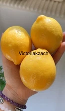Meyer Lemon Seeds Citrus Edible Garden Fruit Tree Organic NonGMO TX USA