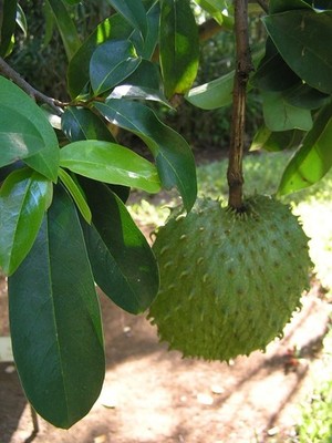 Guanábana - Stachelannone - Annona muricata - 10 Samen - Exotische Frucht