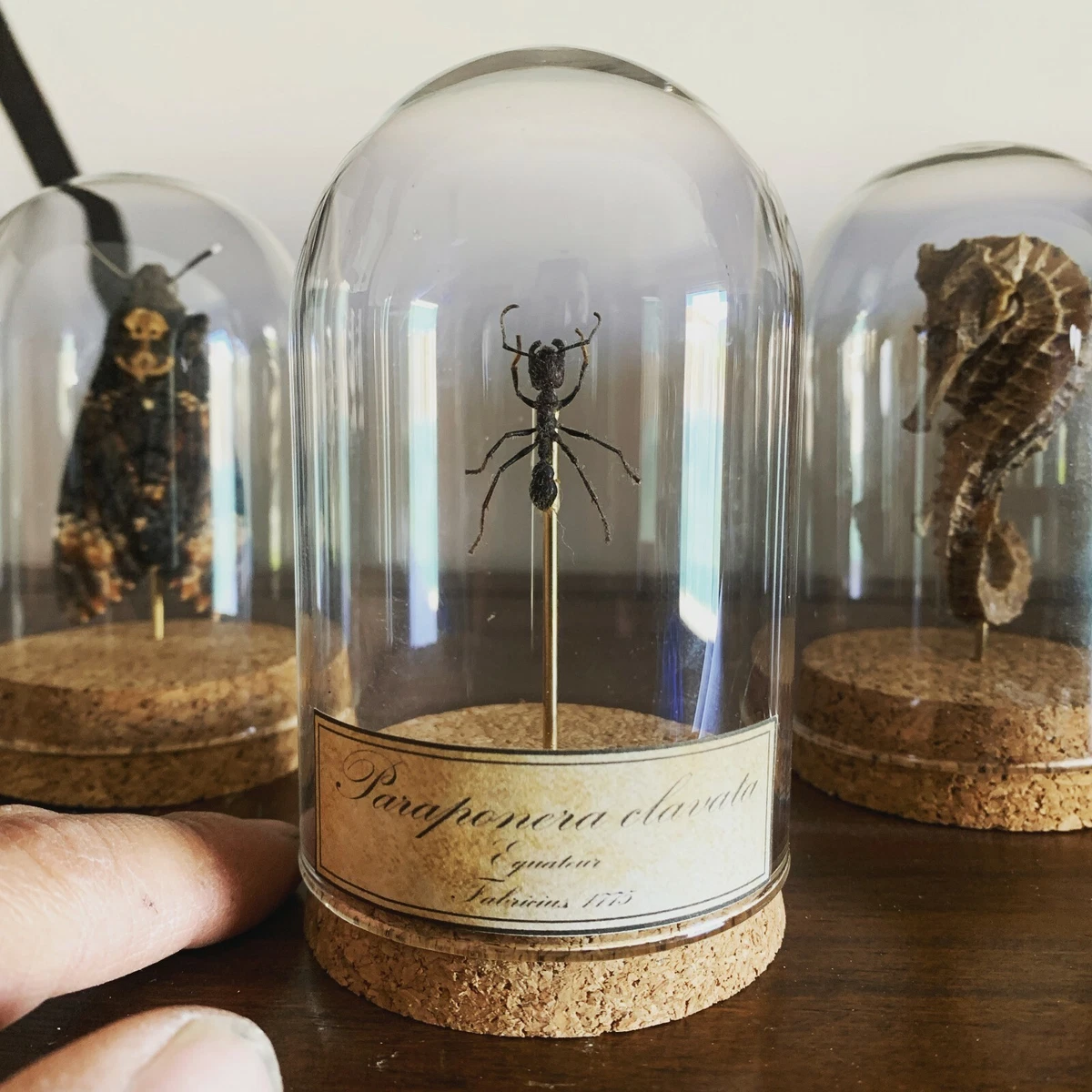 Insect globes deals